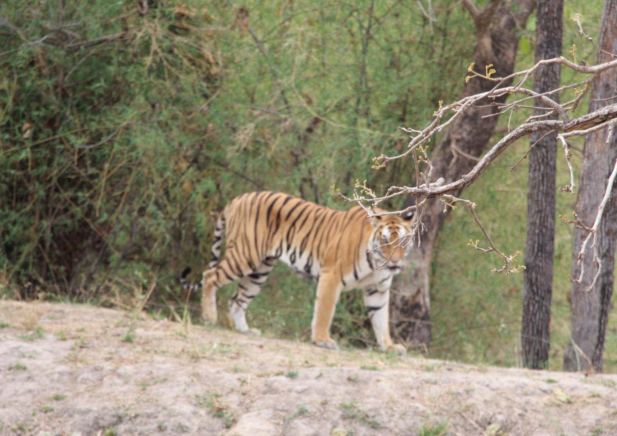 Tiger Tops Karnali Lodge Bardiya المظهر الخارجي الصورة